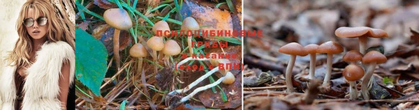 прущие крисы Дмитриев